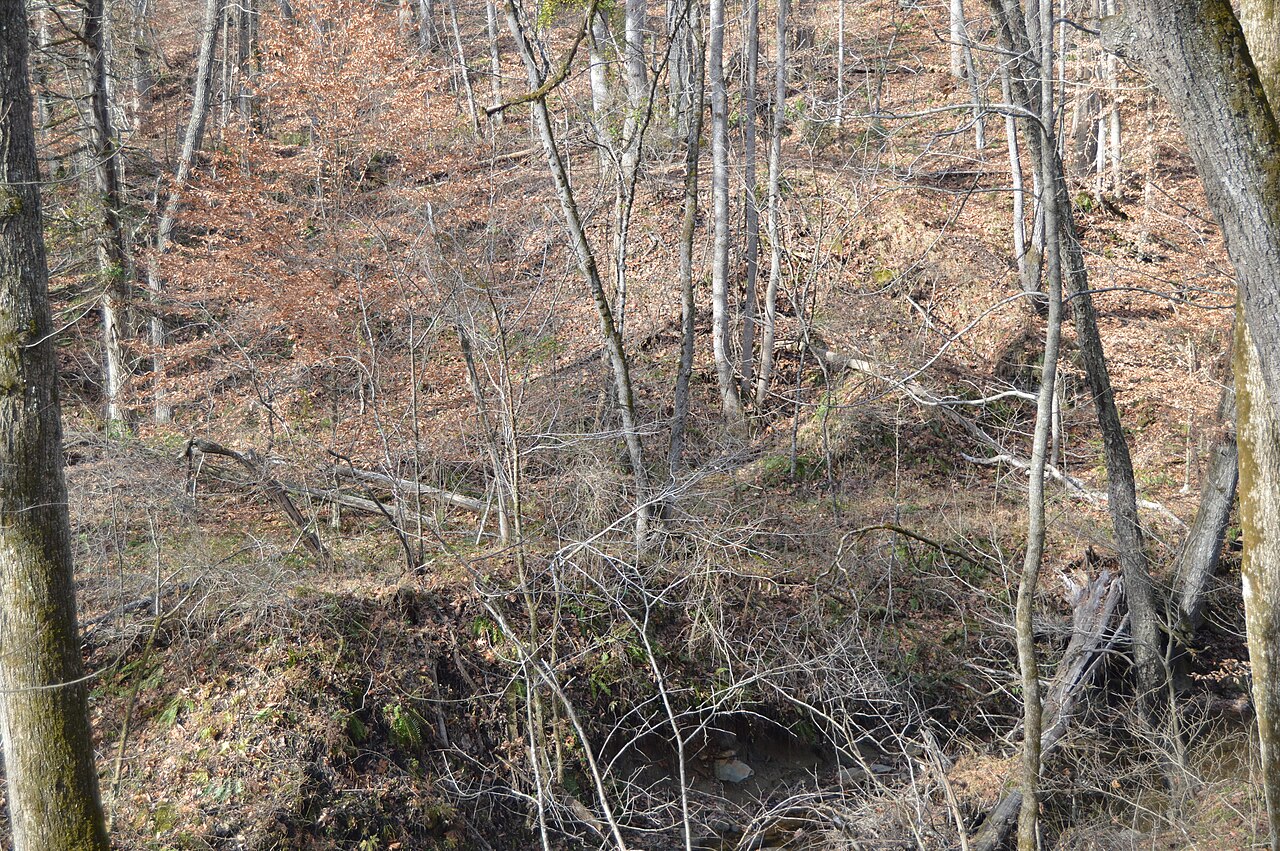 Wooded ground at the Tubal Furnace archaeological site