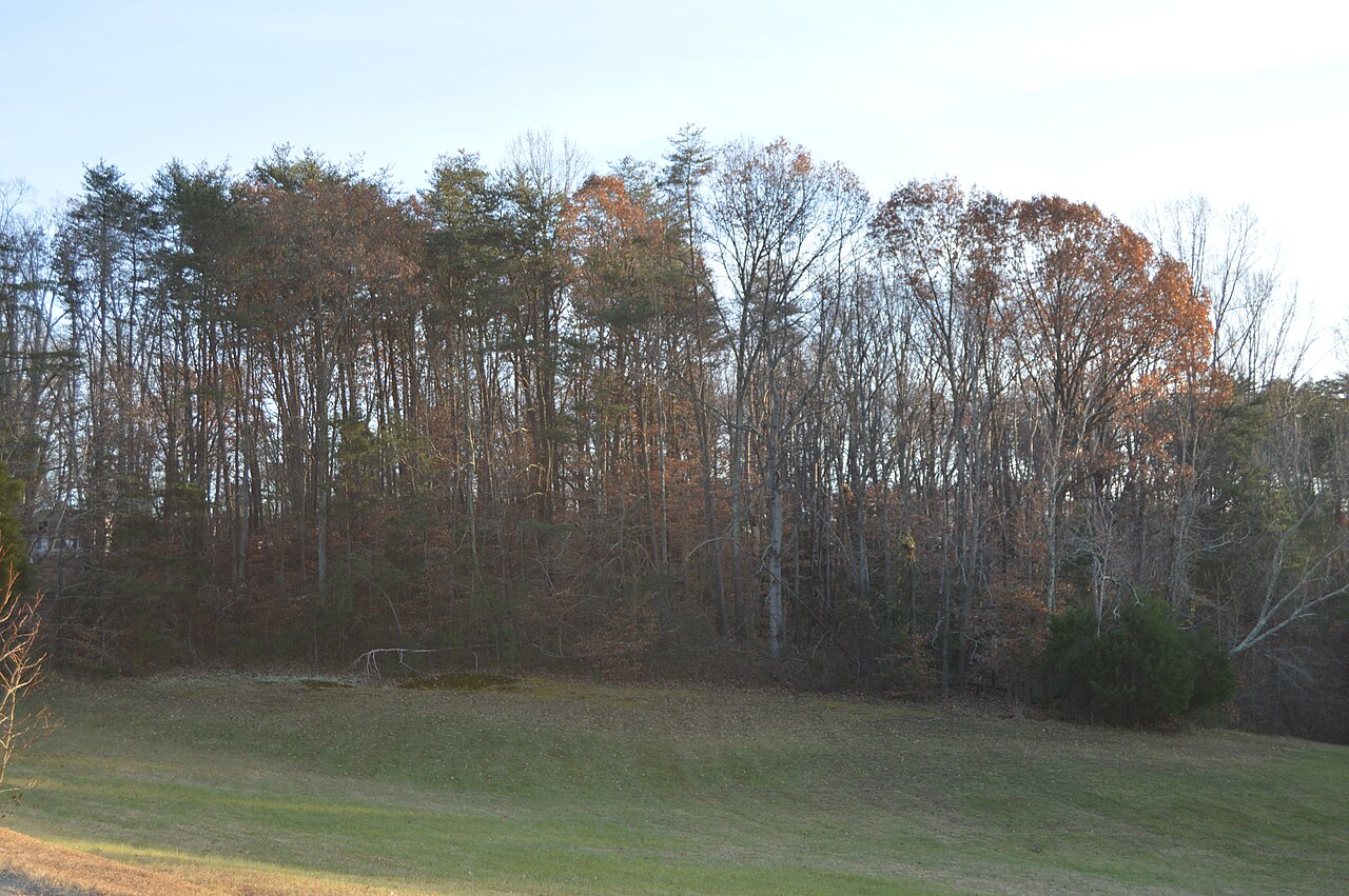 Trees and earthwork terrain at Stafford Redoubt No. 2