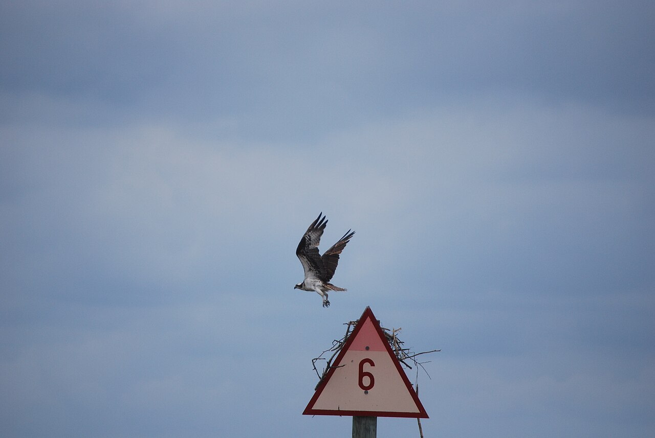 Osprey above a channel marker at Belle Isle State Park