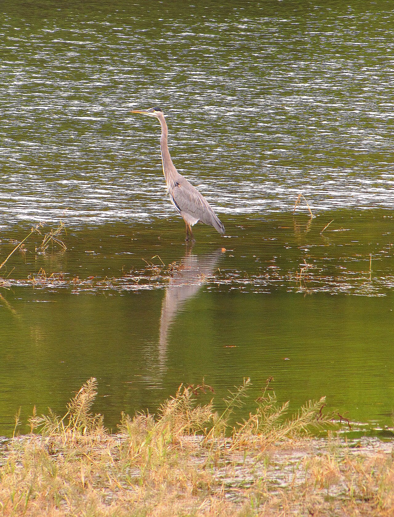 Great blue heron standing in water at Staunton River State Park