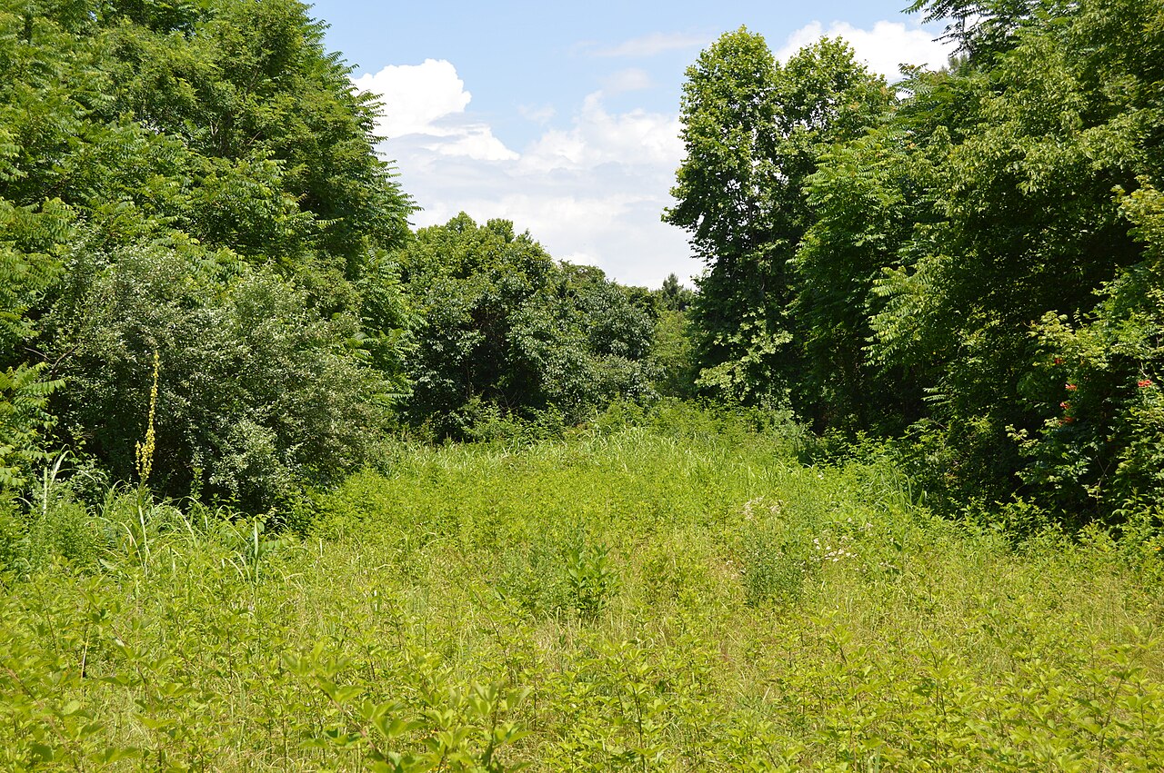Grassy field and trees in Dick Cross Wildlife Management Area